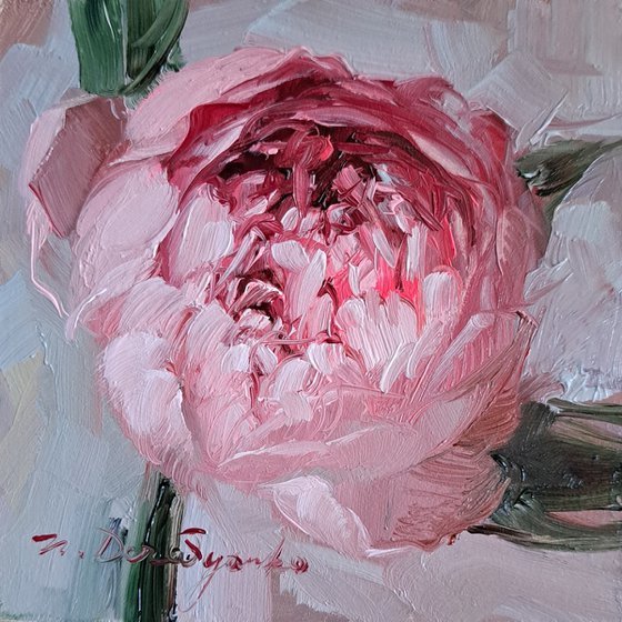 Pink peony