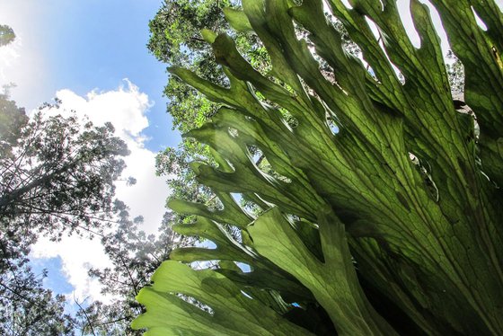 GIANT LEAF: Fraser island (Limited edition  1/200) 12"X8"