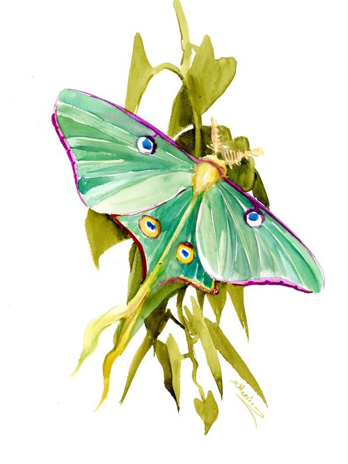 Luna Moth by Suren Nersisyan
