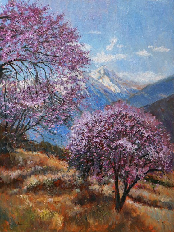 Almond Trees in Bloom