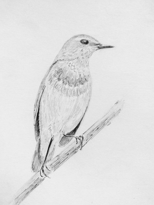 Birdie. Original pencil drawing. by Yury Klyan