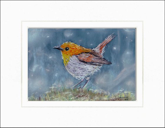 Robin Bird. Christmas gift