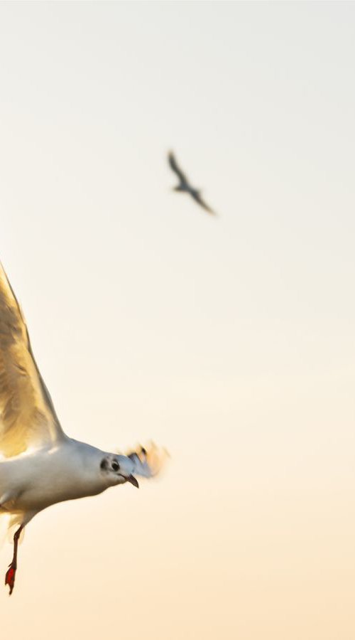 SEAGULLS 2. by Andrew Lever