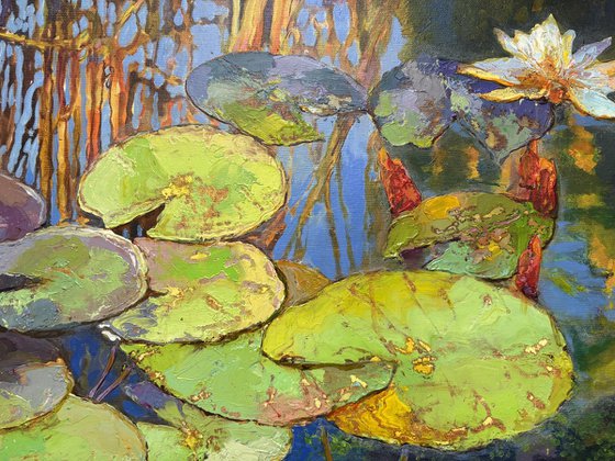 Water Lilies