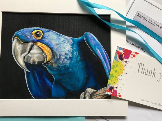 Hyacinth Macaw