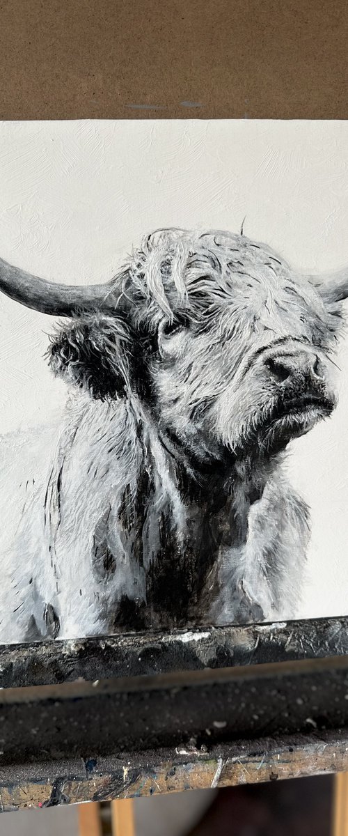 Highland cow black and white by Paul Hardern