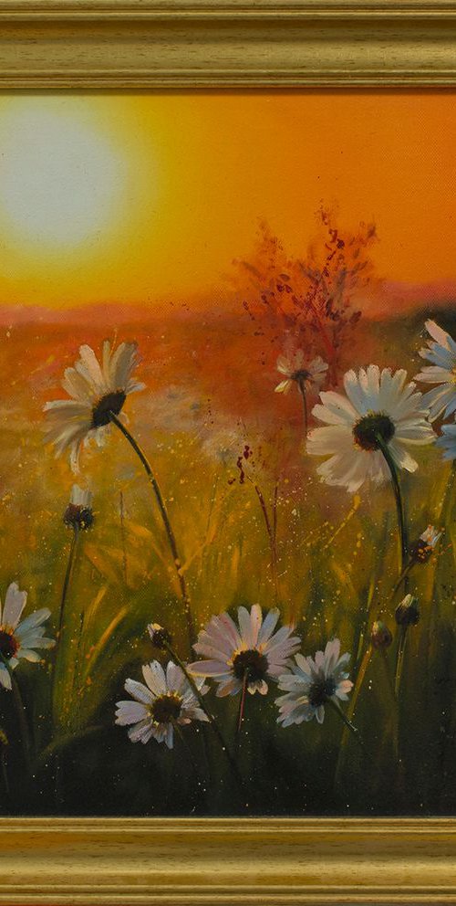 Chamomile Sunset by Anna Bessonova (Kotelnik)