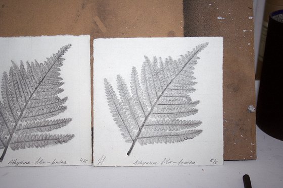 Athyrium filix-femina I (Lady fern) – Charcoal-print