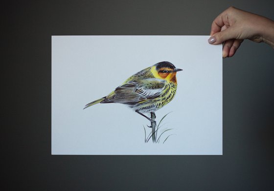 Cape May Warbler