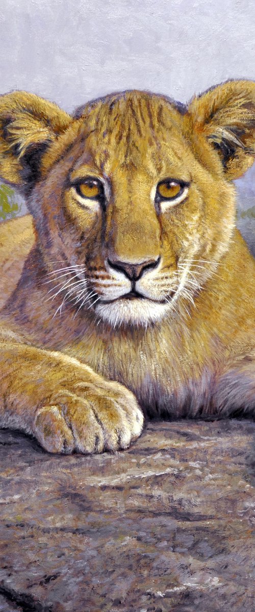 Lion cub by Gabriel Hermida
