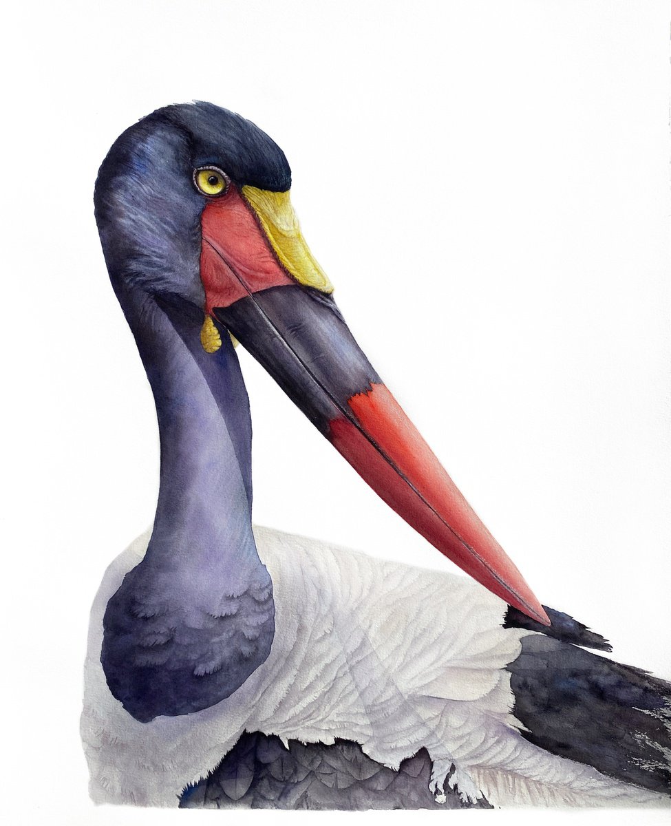 Photorealistic Animal Watercolour By Tetiana Savchenko, 17 X 21", Saddle-Billed Stork Portrait, Original Artwork