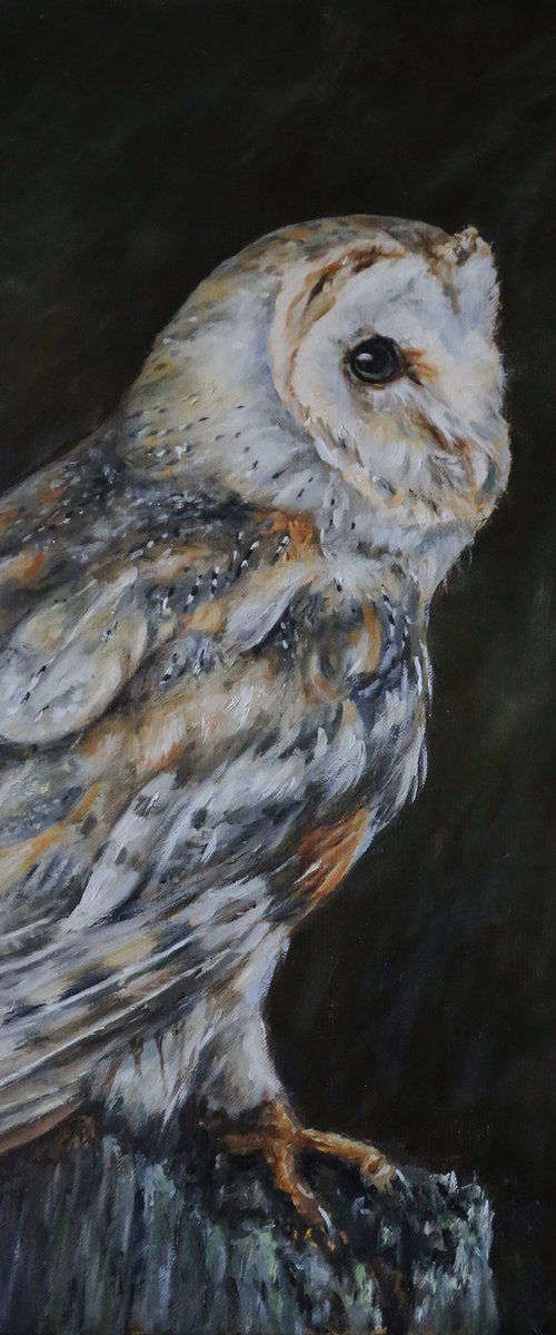 Barn owl by Una Hurst