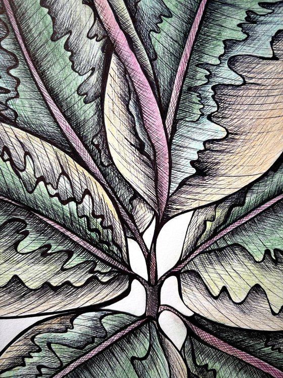 FICUS BELIZE