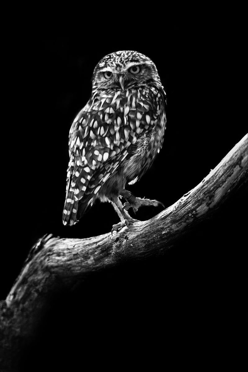 Burrowing Owl by Paul Nash
