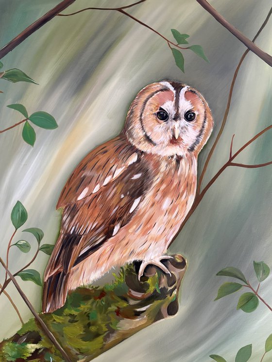 Tawny owl on a branch