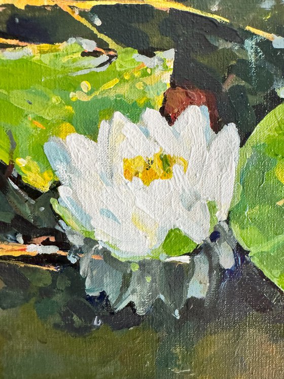 Waterlilies
