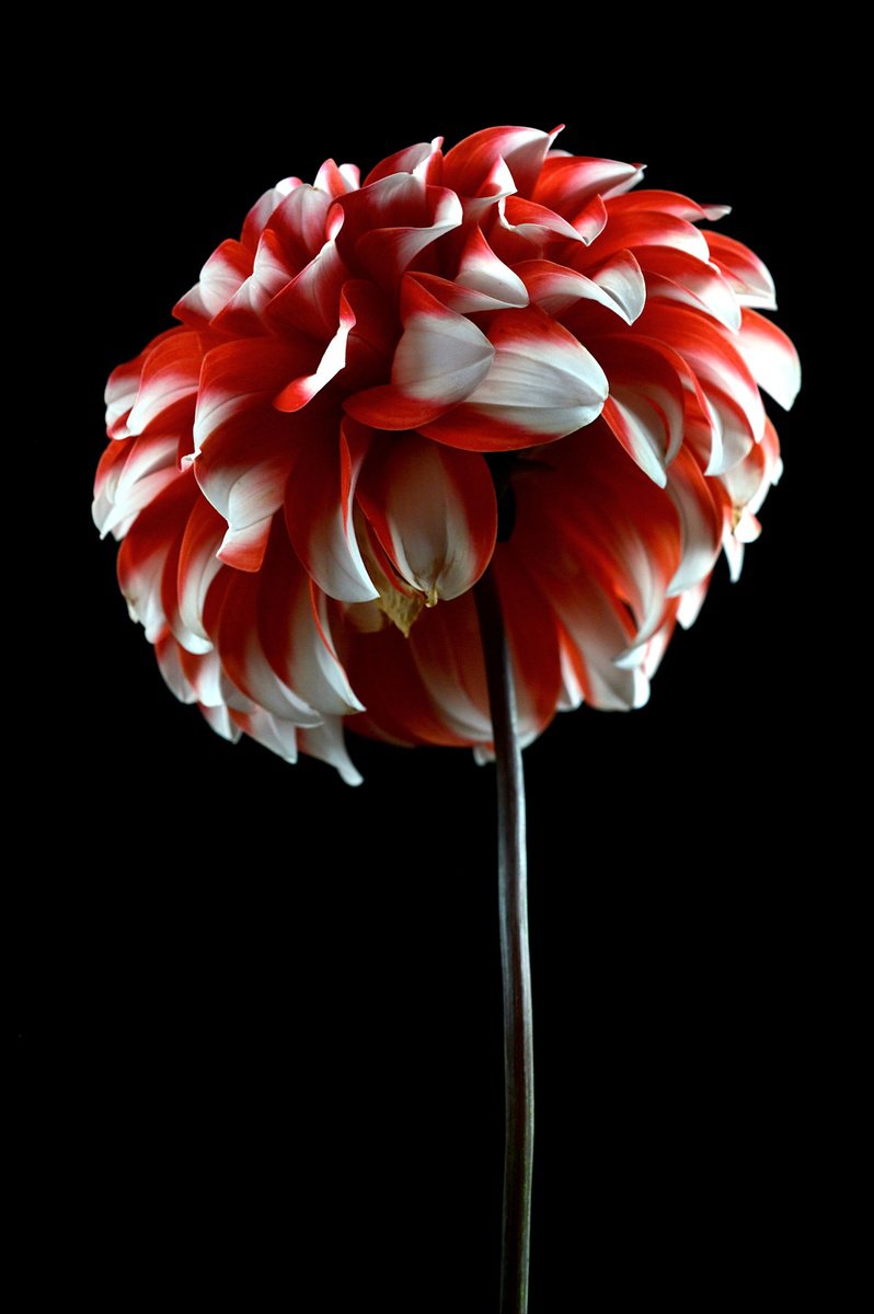 Botanical Photograph By Nadia Culph, 24 X 35", Dahlia Checkers, Original Artwork
