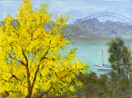 Sydney harbour with wattle blossom