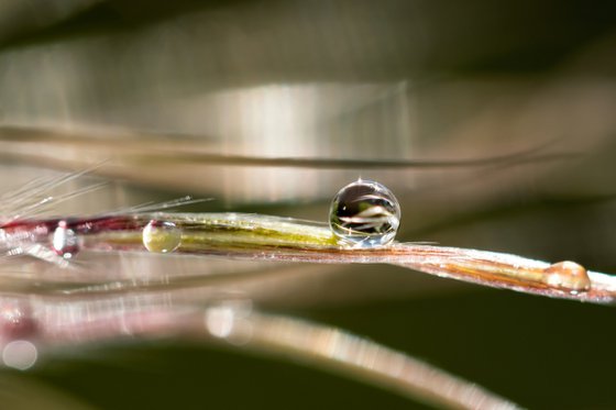 DROP IN INSIDE THE PASQUE FLOWER