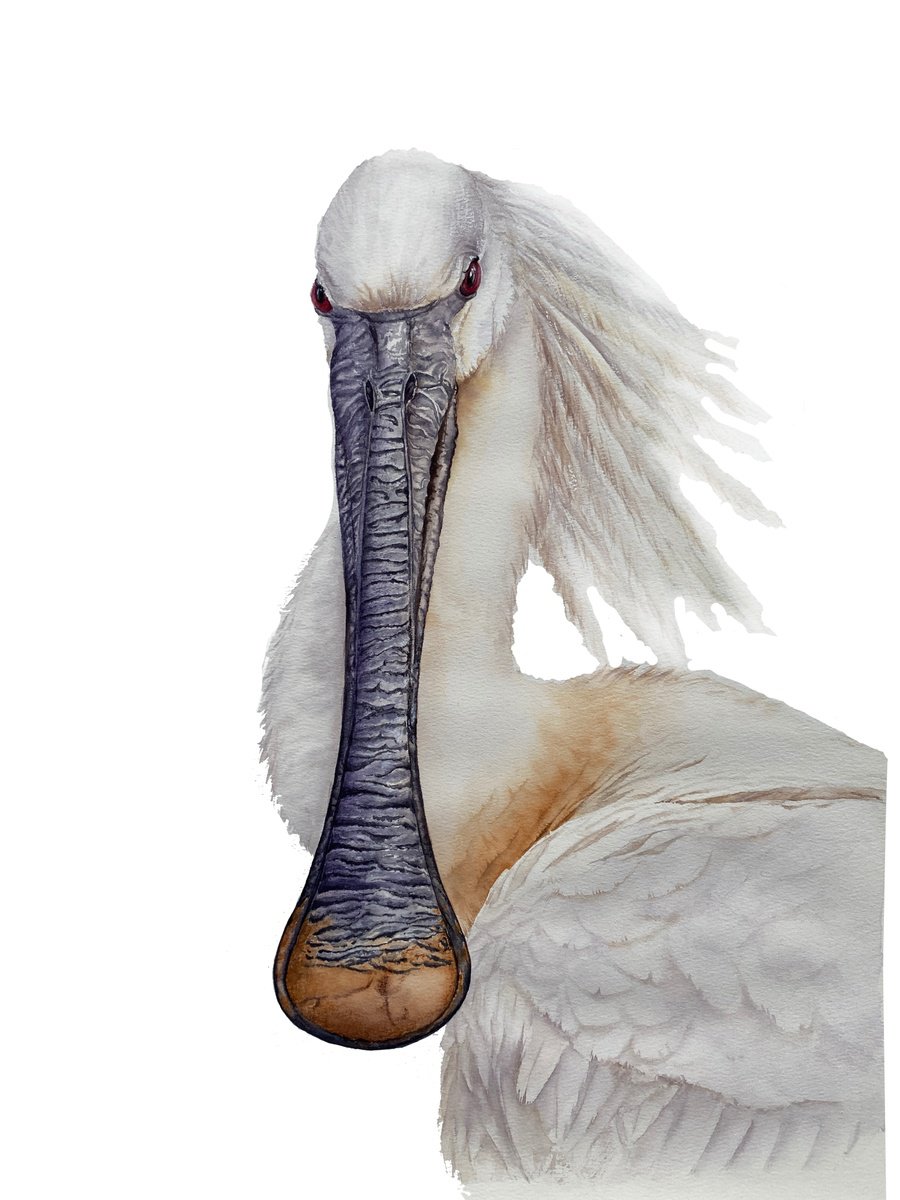 Photorealistic Animal Watercolour By Tetiana Savchenko, 17 X 21", White Spoonbill Portrait, Original Artwork