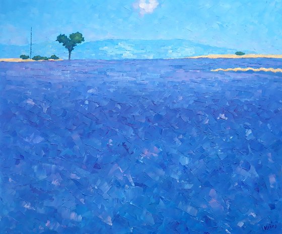 Abstract lavender field