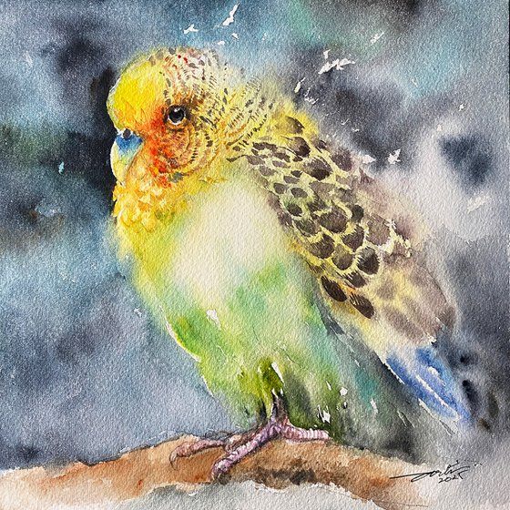 Yellow Budgie Ella