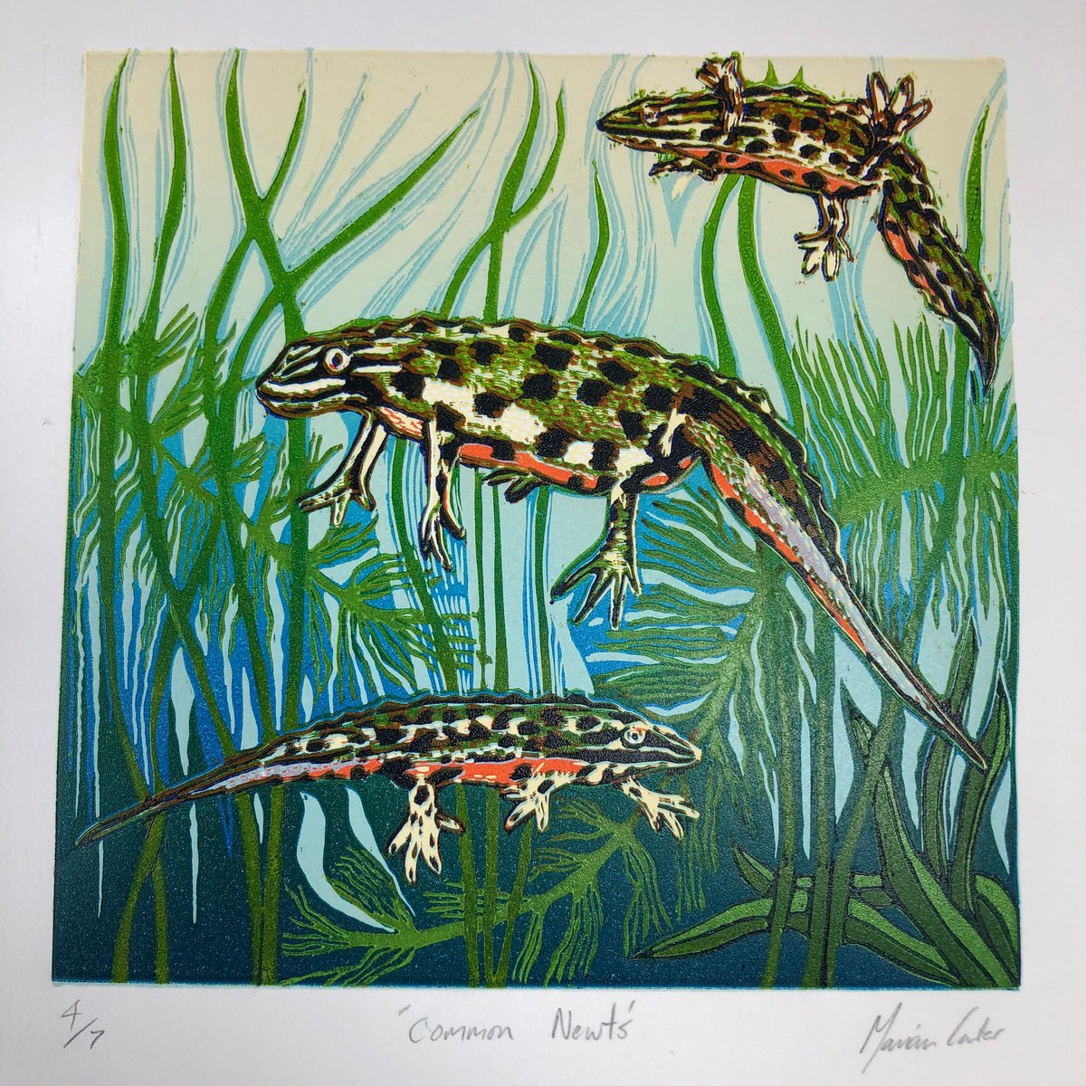 Illustrative Animal Linocut By Marian Carter, 11 X 11", Common Newts, Original Artwork