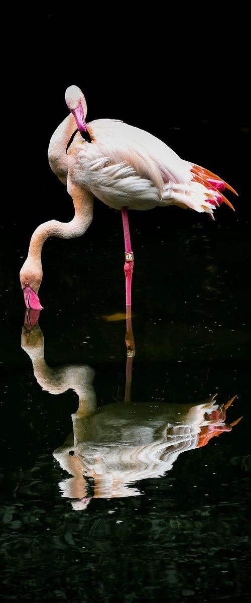 Flamingo by Sergio Capuzzimati