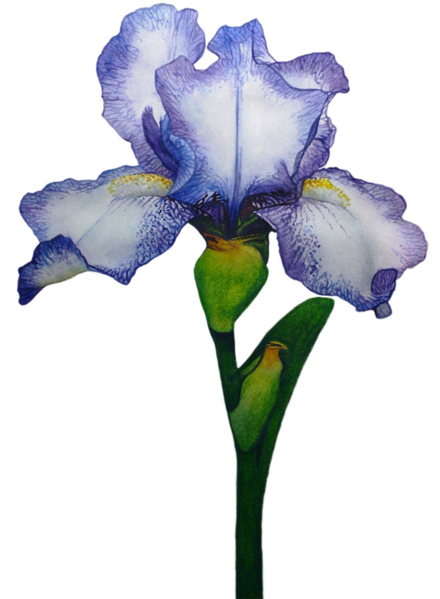 Photorealistic Botanical Watercolour By Irsa Ervin, 12 X 15, Little Iris, Original Artwork