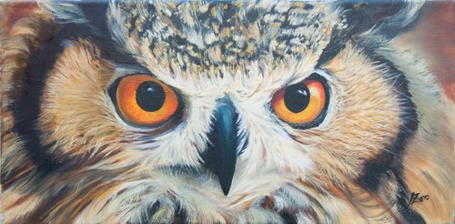 Owl eyes 2 by Norma Beatriz Zaro