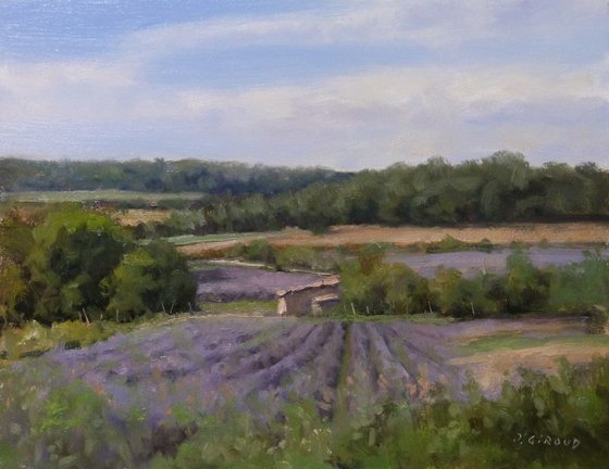Fields of Lavender in Drôme Provençale