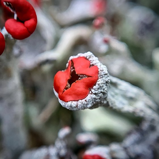 British Soldier lichen