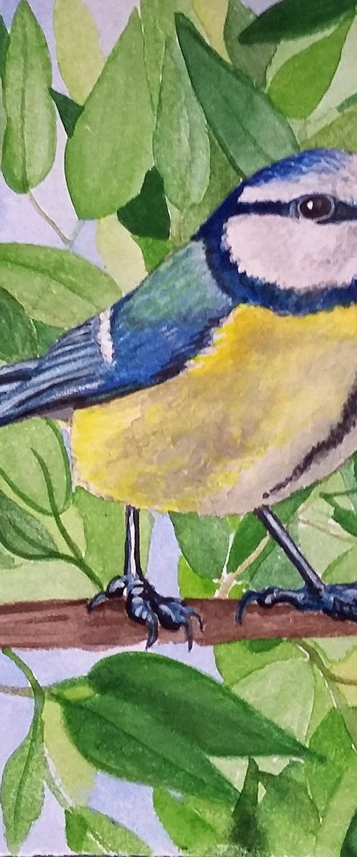 Blue tit by Carolynne Coulson