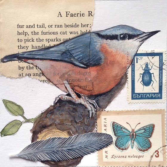 The Nuthatch feather  (framed and ready to hang)