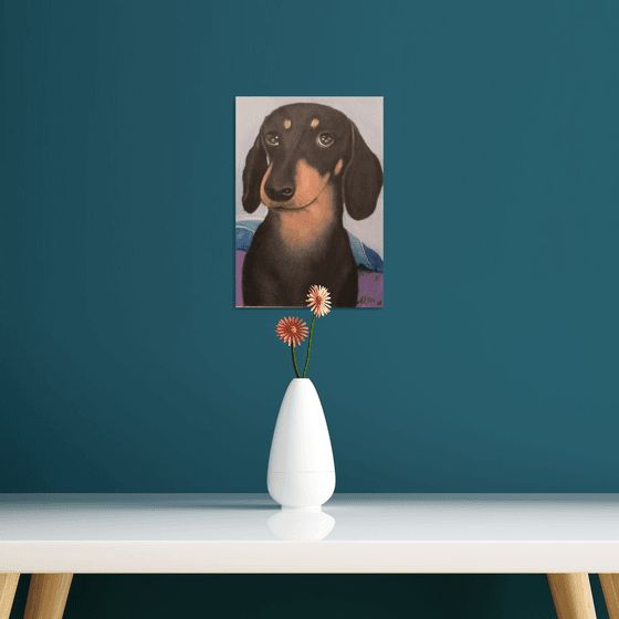 Brucie the Dachshund