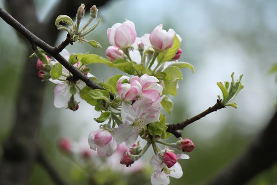 Apple in bloom