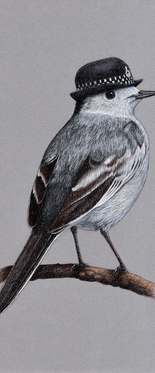 White wagtail by Mikhail Vedernikov