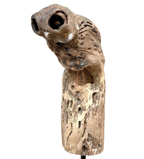 Little owl, Ostréïdes series