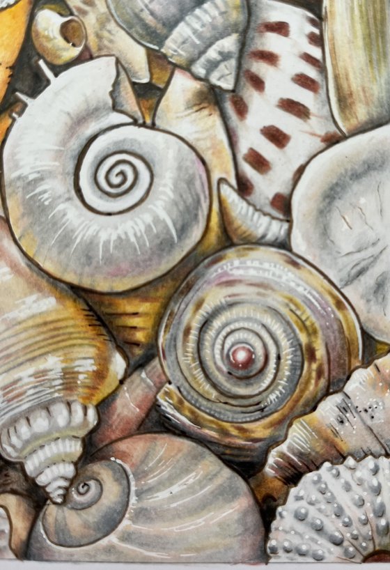 Shells