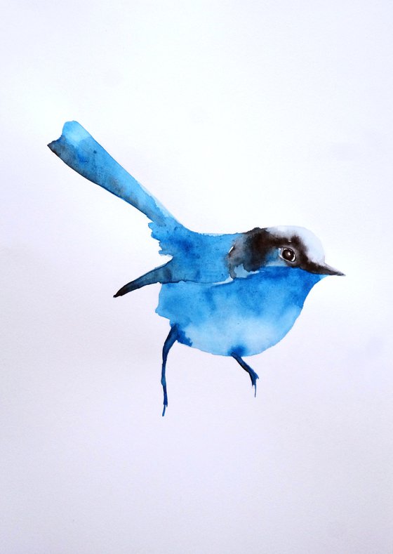Birds