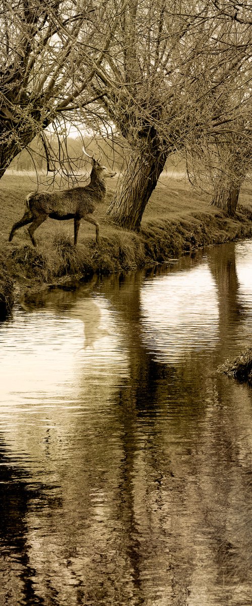 The Stag by the River by Martin  Fry