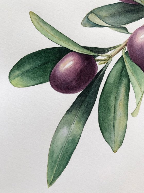 Olive branch. Original watercolor artvork.