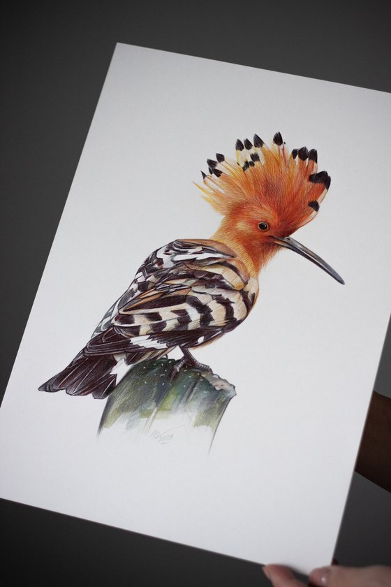 Eurasian Hoopoe