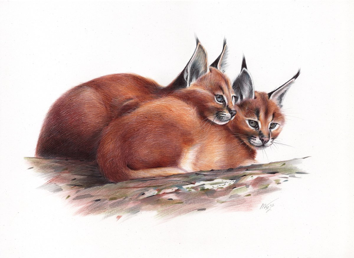 Caracal - Animal Portrait (Realistic Ballpoint Pen Drawing) by Daria Maier