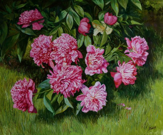 Peonies in the garden