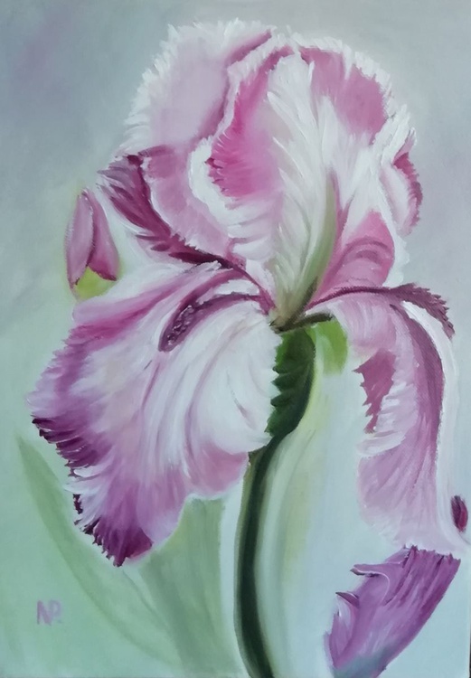 Iris Original Flower Art Canvas Oil Painting Artfinder