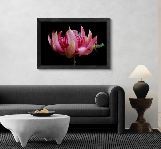 Pink Waratah Flower