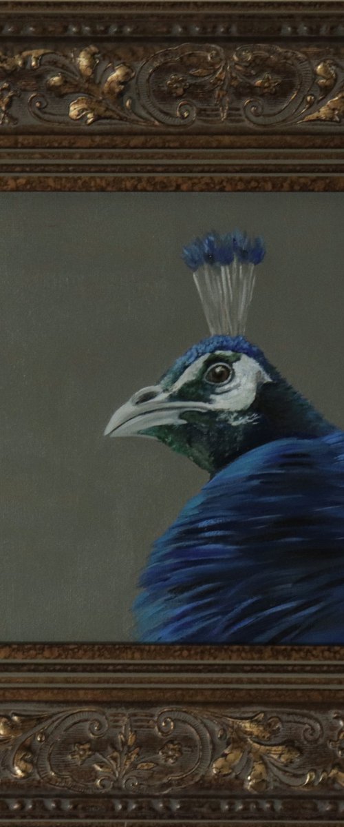 Peacock Portrait by Alex Jabore
