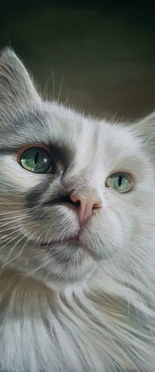 Elegance - White cat portrait by Silvia Frei