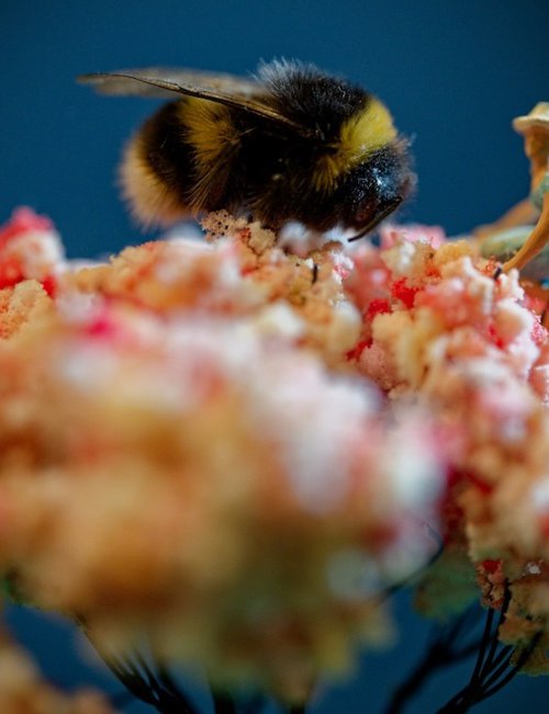 Bee Calm, Be Still by Marc Ehrenbold